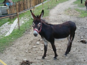 Obrazek